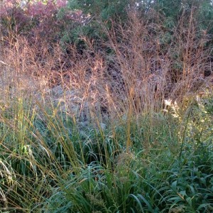 Molinia caerulea subsp. arundinacea ‘Transparent’