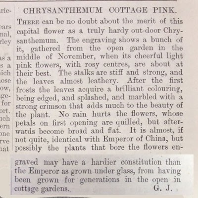 Chrysanthemum 'Emperor of China' / (C.'Cottage Pink') - The Garden 1888