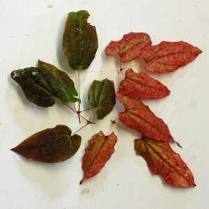 Epimedium acuminatum Winter leaves. white form (L) L575 (R)