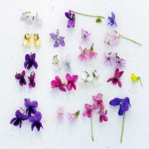 Violet flower comparison