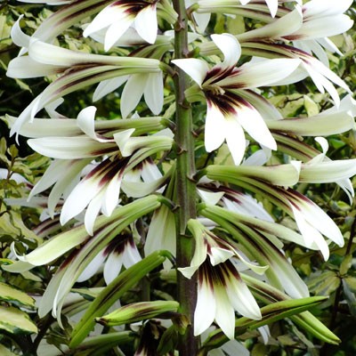 Cardiocrinum giganteum (Giant Himalayan Lily)