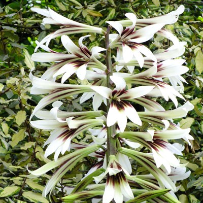 Cardiocrinum giganteum (Giant Himalayan Lily)