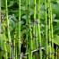Equisetum hyemale - Rough horsetail, Scouring rush, Scouring rush horsetail, Snake grass