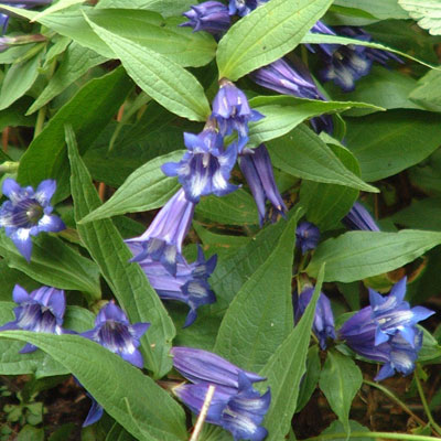 Gentiana asclepiadea (Willow Gentian)