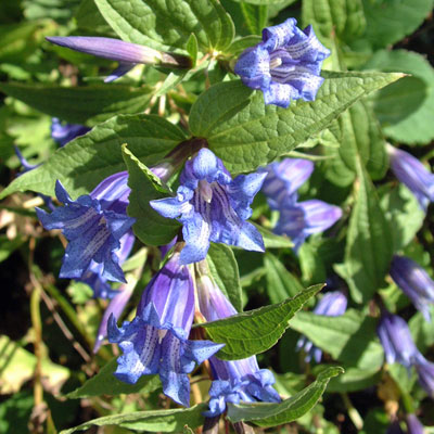 Gentiana asclepiadea (Willow Gentian)