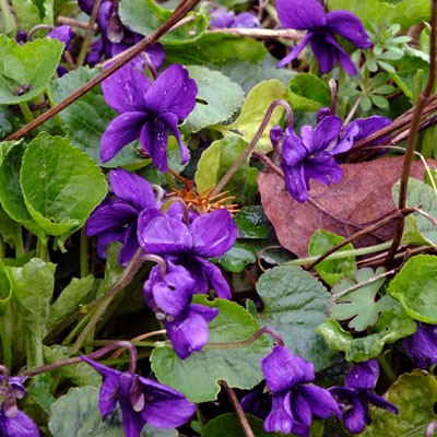 Viola odorata – sweet violet