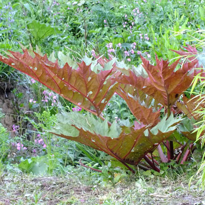 Rheum palmatum var tanguticum