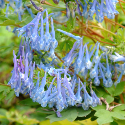Corydalis ‘Craighton Blue’
