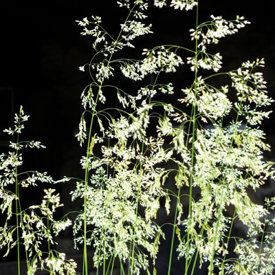 Deschampsia caespitosa 'Goldtau' (Golden Dew) - Wavy Hair Grass