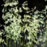 Deschampsia caespitosa 'Goldtau' (Golden Dew) - Wavy Hair Grass