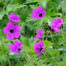 Geranium 'Red Admiral'