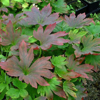 Muckdenia rosii 'Karasuba' ('Crimson Fans')
