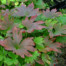 Muckdenia rosii 'Karasuba' ('Crimson Fans')