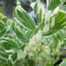 Polygonatum x hybridum ‘Striatum’