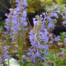 Wulfenia x schwarzii