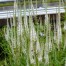 Veronicastrum virginicum ‘Album’
