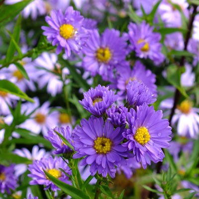 Aster novi-belgii ‘Gurney Slade’ (Symphyotrichum novi-belgii ‘Gurney Slade’)