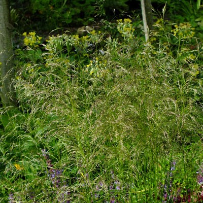 Deschampsia caespitosa ‘Goldtau’ (Golden Dew) – Wavy Hair Grass