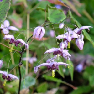 Epimedium ‘Kaguyahime’