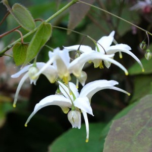 Epimedium acuminatum - white form
