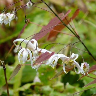 Epimedium acuminatum - white form