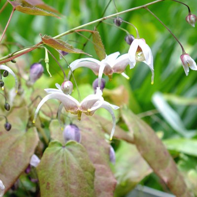 Epimedium acuminatum - white form