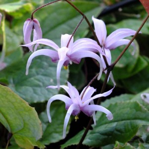 Epimedium brachyrrhizum