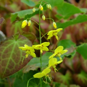 Epimedium perraldianum ‘Weihenstephan’