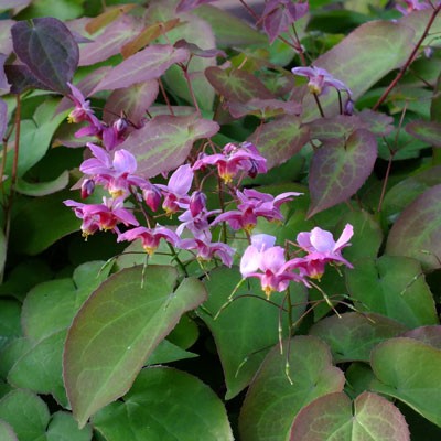 Epimedium x versicolor ‘Cherry Tart’