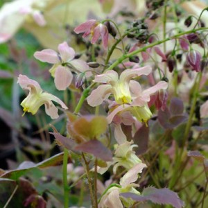 Epimedium x versicolor ‘Cupreum’