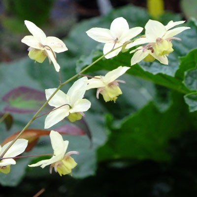 Epimedium x versicolor ‘Neosulphureum’