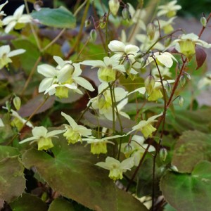 Epimedium x versicolor ‘Neosulphureum’