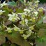 Epimedium x versicolor ‘Neosulphureum’
