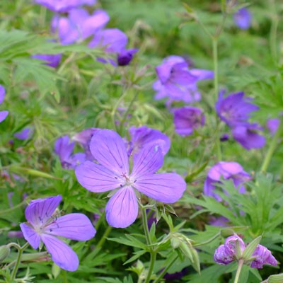 Geranium clarkei ‘Kashmir Purple’