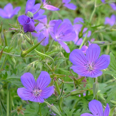 Geranium clarkei ‘Kashmir Purple’