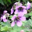 Geranium ‘Salome’