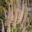 Veronicastrum virginicum f. roseum ‘Pink Glow