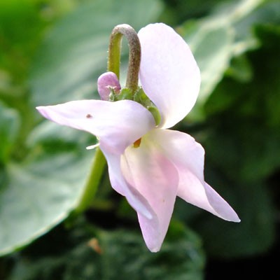 Viola ‘Cordelia’ ( violet )