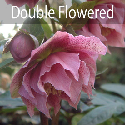 orientalis - Double flowered forms