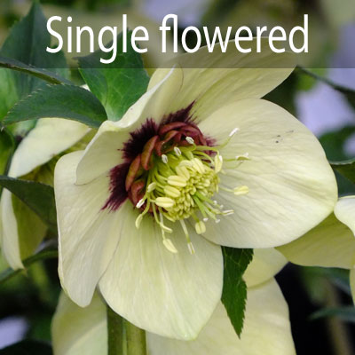 orientalis - Single flowered forms