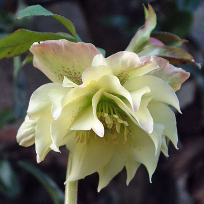Helleborus orientalis (Lenten Rose) - Double flowered - Cream