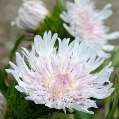 Stokesia laevis 'Silver Moon'