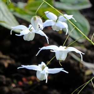 Epimedium 'Arctic Wings'