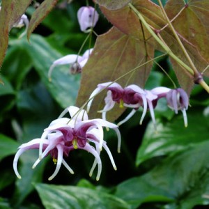 Epimedium 'Madame Butterfly'