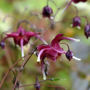 Epimedium 'Red Maximum'