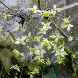 Epimedium 'Totnes Turbo'