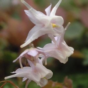 Epimedium pauciflorum