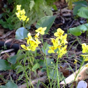 Epimedium pinnatum subsp. Colchicum