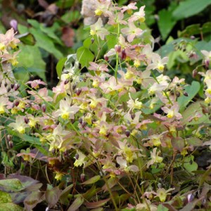 Epimedium x versicolor 'Discolor'