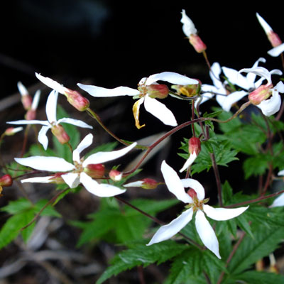 Gillenia stipulata